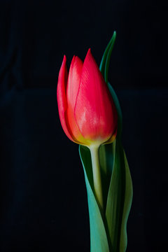 Red Tulip