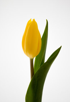 Yellow Tulip