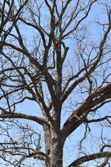 Closeup of beautiful white cherry blossoms photographed from below in a park in Washington D. C in the USA