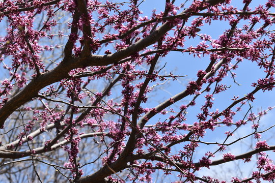 Beautiful pink blossoms on a tree photographed from below on a sunny spring day