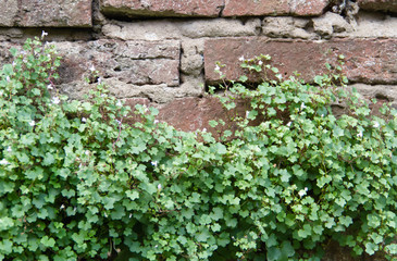 Fototapeta na wymiar brick wall with green ivy of white flowers