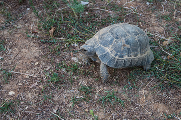 Obraz premium Photo of the turtle on the land