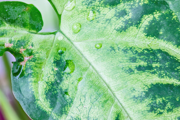 The wet coleus leaf with the drops of rain or dew. The macro shot is made by means of stacking...