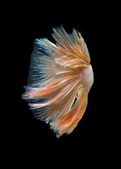 closeup gold beautiful small siam betta fish with black isolate background