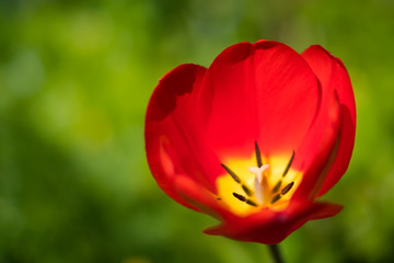 red tulip flower isolated on meadow background blooming in springtime