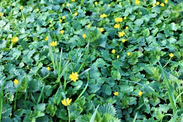 Scharbockskraut und Brennessel