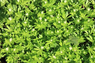 bl&uuml;hender Waldmeister