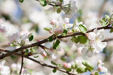 flowers of a blossoming apple tree