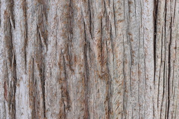 Closeup of a brown tree bark