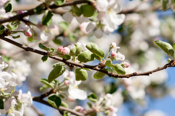 flowers of a blossoming apple tree