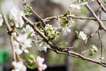 flowers of a blossoming apple tree