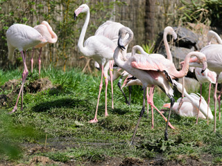 Pink flamingos in a spring garden on a dark blurred background. In the background rocks, grass and wood.
