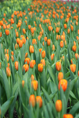 Beautiful bouquet of orange tulips background