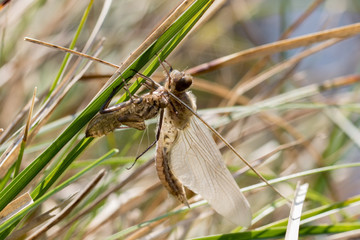 Libelle beim Schlüpfen aus der Larve