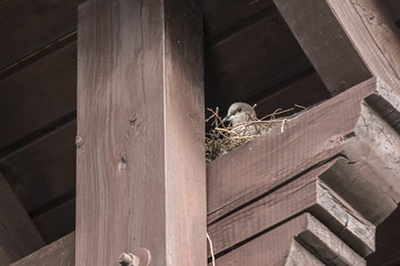 Taube im Nest