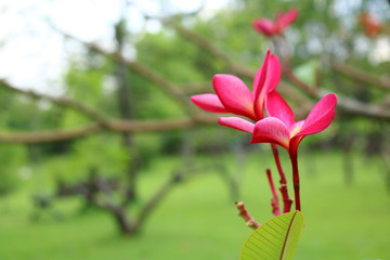 Fototapeta premium Plumeria in the garden