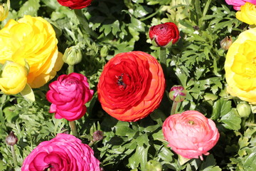 Bunte Ranunkeln