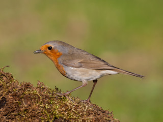 European robin (Erithacus rubecula) perched in a branch with moss in summer with natural green background