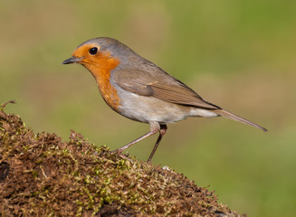 European robin (Erithacus rubecula) perched in a branch with moss in summer with natural green background