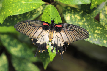 papillon sur feuilles