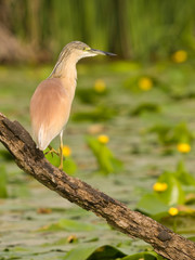 Squacco Heron (Ardeola ralloides) on a Branch with natural water lily background at sunset
