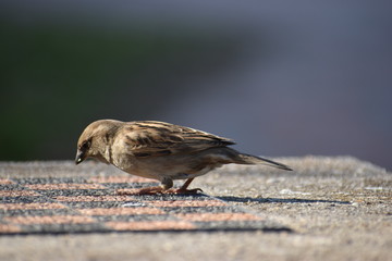 Beautiful closeup of a little brown sparrow in a garden