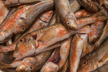 Guted and Washed Mullet Fish
