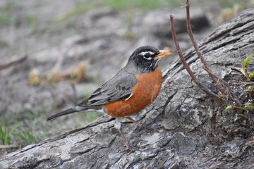 Closeup of a colorful robin sitting on a tree branch in a garden