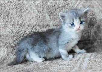 Fototapeta na wymiar Gray fluffy kitten