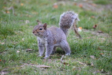Naklejka na ściany i meble Closeup of a cute squirrel sitting in a park on a green meadow in Washington on a sunny spring day