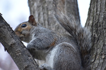 Closeup of a cute squirrel sitting in a park on a tree branch in Washington on a sunny spring day