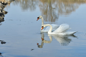 Fototapeta premium pair of white swan floating on the water lake close up 