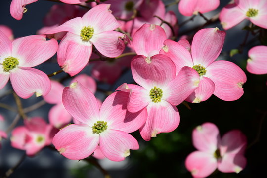 Zwerg Hartriegelbaum