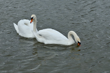 Naklejka premium pair of white swan floating on the water lake close up 