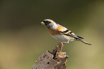 Fototapeta premium Brambling, Fringilla montifringilla