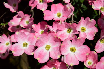 Fototapeta na wymiar Blüten-Hartriegel, Ziergewächs im heimischen Garten