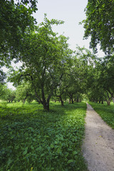 Fototapeta na wymiar The track in the Apple orchard in the spring.
