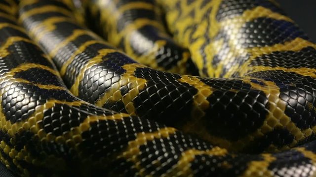 Pattern of snakeskin, anaconda