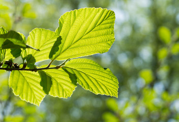 Grüne leuchtende Blätter im Frühling 