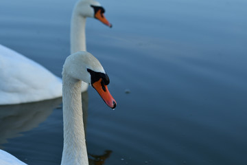 white swan drinks water from the lake drops reflexion