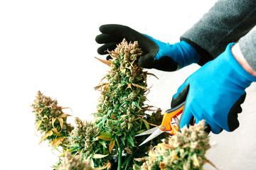 Hands with Scissors Trimming Marijuana Leaf from Cannabis Plant