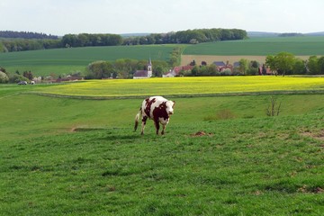 Fototapeta na wymiar Braungefleckte Kuh auf grüner Weide mit Dorf im Hintergrund