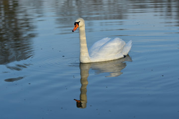 Naklejka premium reflexion of white swan on water surface mirroring 