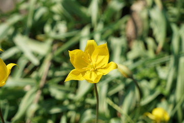 The yolk flowers (Caltha) are a genus of flowering plants of the family

