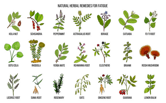 Best medicinal herbs for chronic fatigue