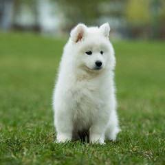 White Samoyed Puppy Dog
