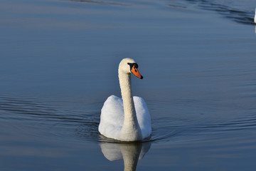 Fototapeta premium pair of white swan floating on the water lake close up 