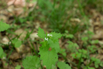 Knoblauchsrauke mit Blüte