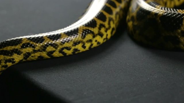 Crawling down yellow anaconda