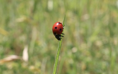 Red ladybug climbing down a stalk of grass